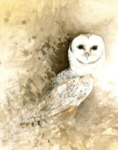 Barn Owl watercolor