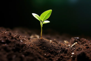 organic concept - seedling growing