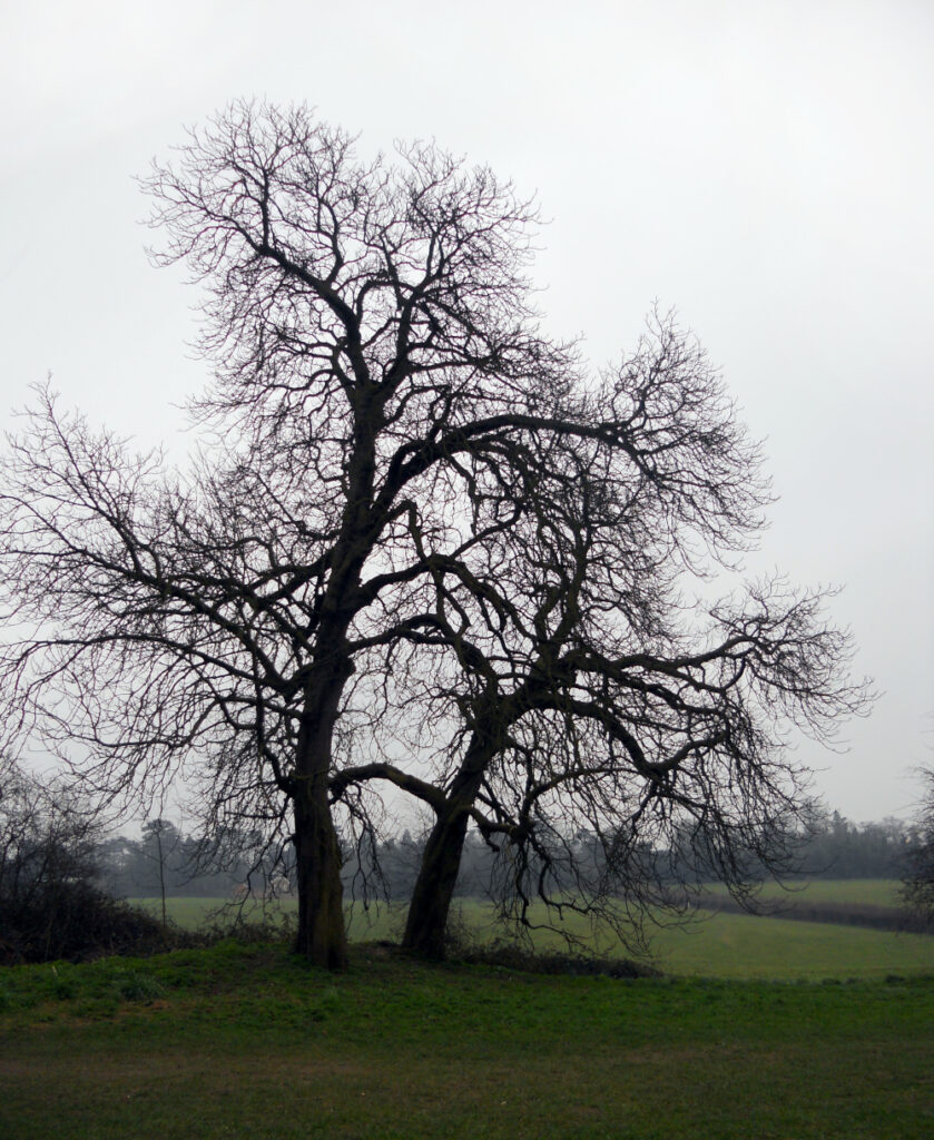 horse chestnut trees, beautiful trees in rural landscape