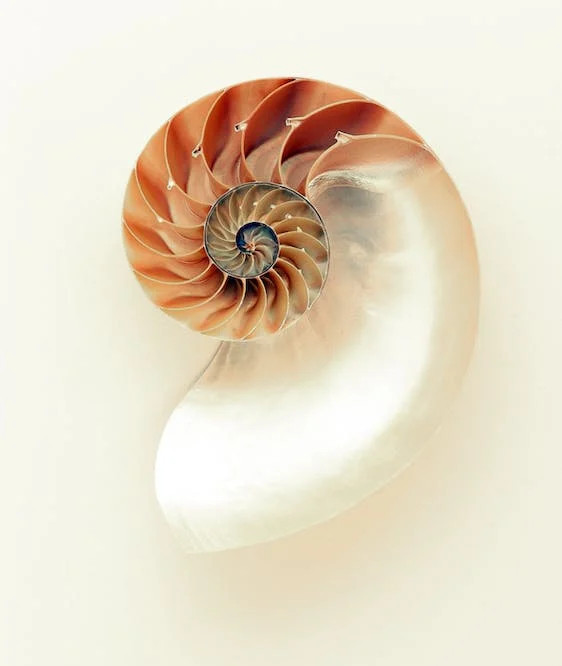 nautilus shell cut in half - the golden ratio in nature, against cream background