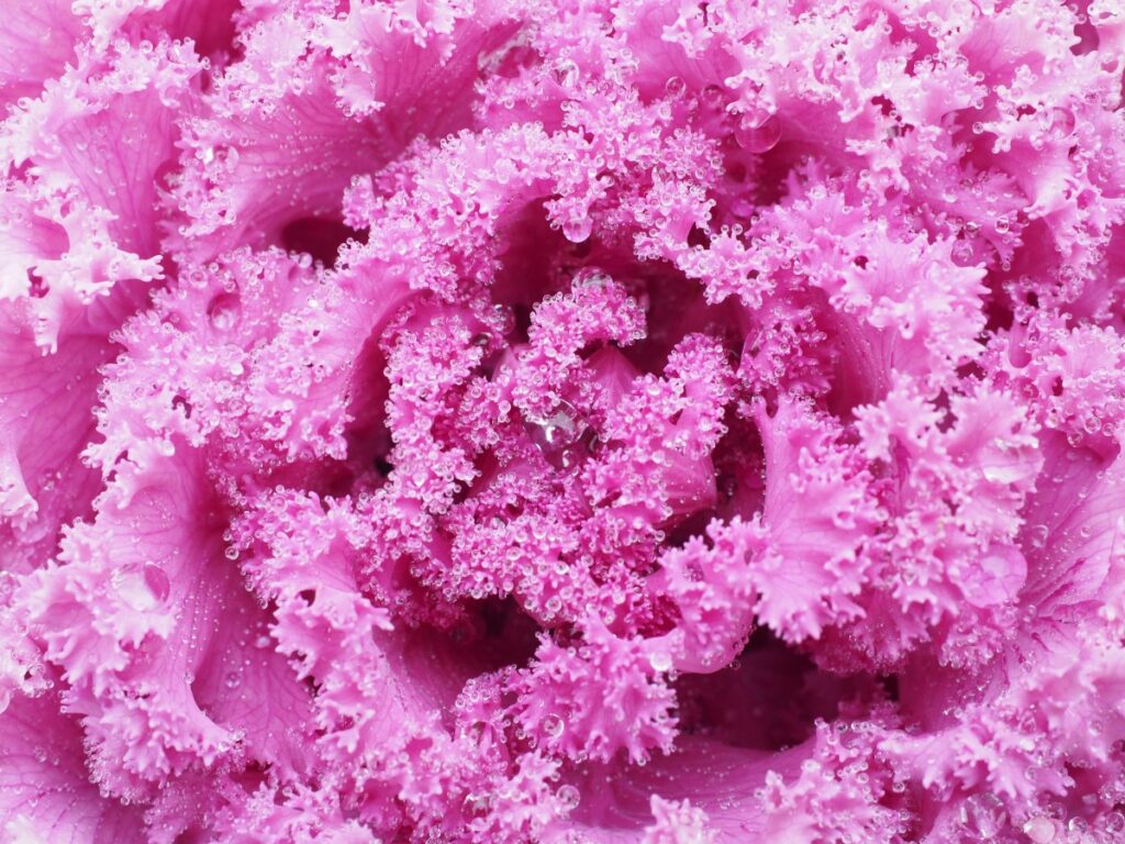 ornamental pink cabbage showing the fractal structure