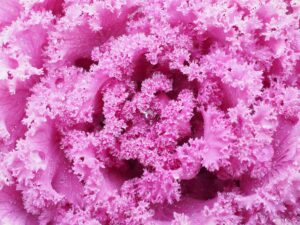 ornamental cabbage showing the fractal structure