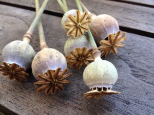 poppy seed pods - organic concept