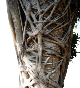 tropical tree roots, strangler fig - organic concept