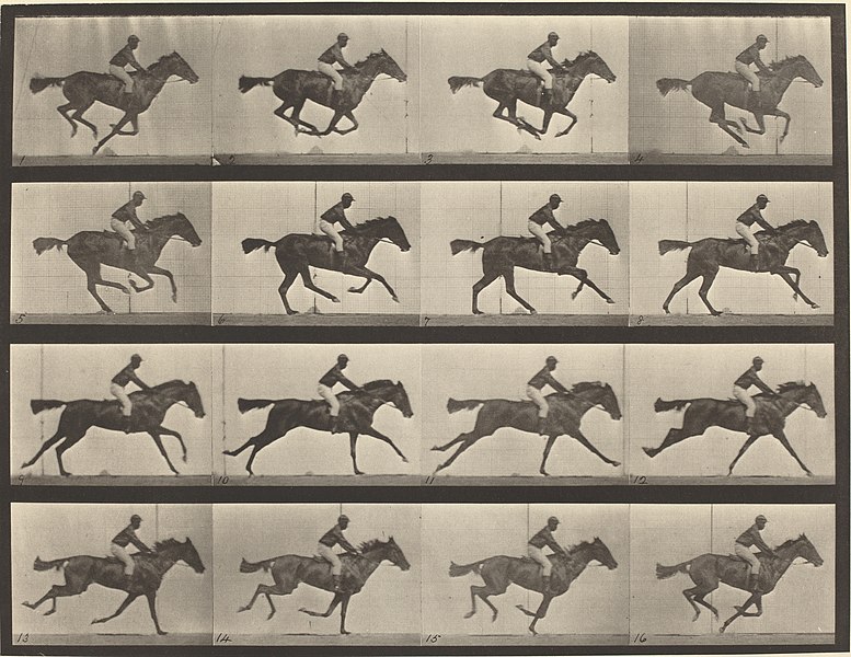 Eadweard Muybridge Photo series of a horse galloping
