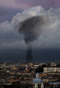 flock of starlings showing nature using algorithmic design