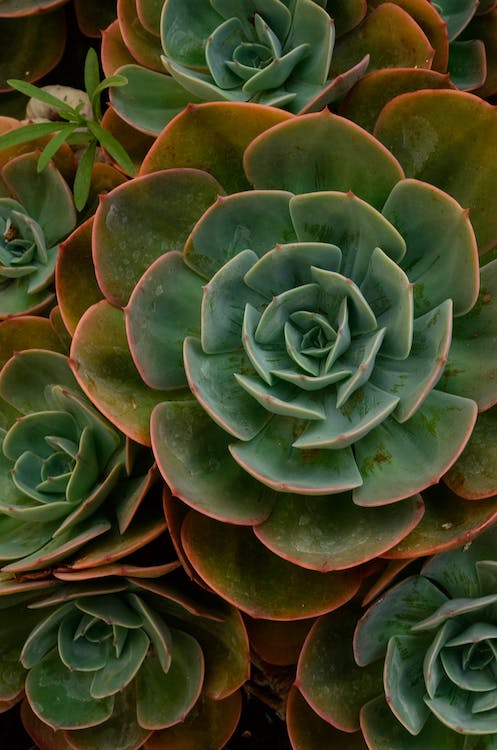 cactus plant leaves as an example of natural algorithmic design