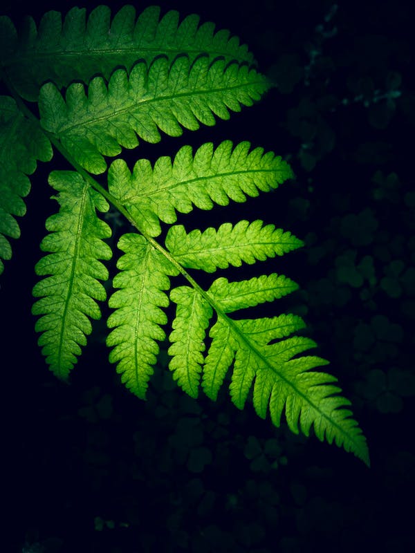 fern leaf. against black background, as an example of natural algorithmic design