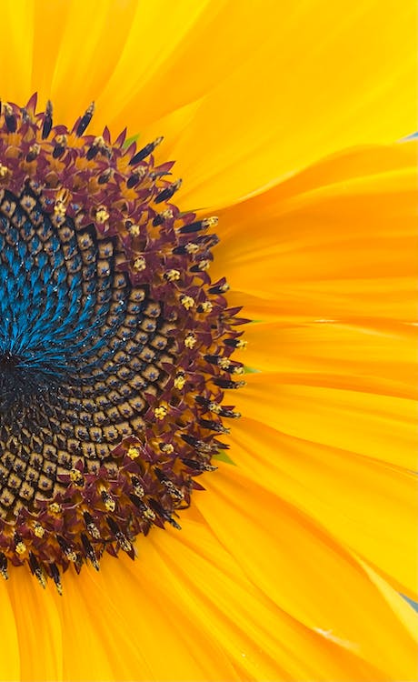 sunflower closeup/detail, as an example of natural algorithmic design