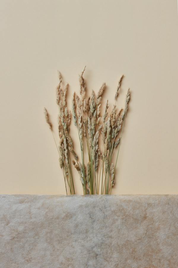 Beige aesthetic example showing dry grass in seed, and texture against cream background