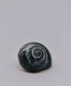 natural algorithmic design - spiral sea shell