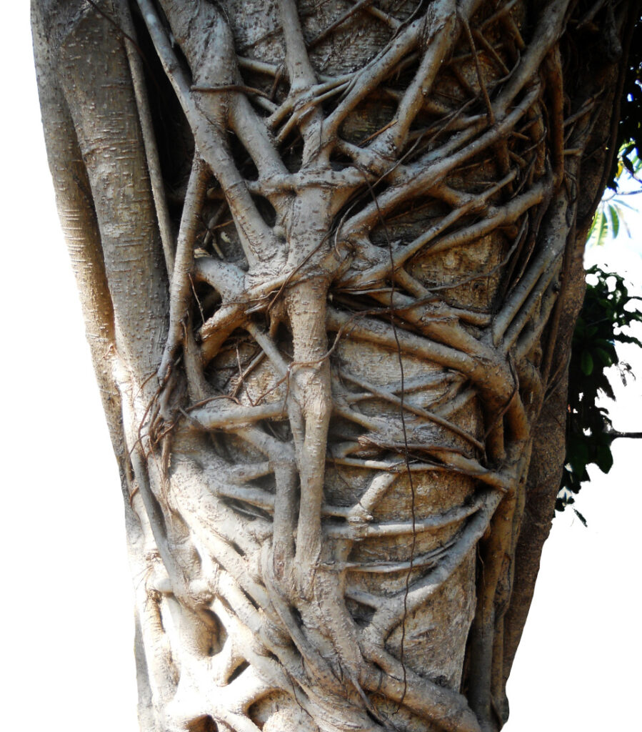 Tropical tree roots, strangler fig, S. E. Asia. Isolated on white background