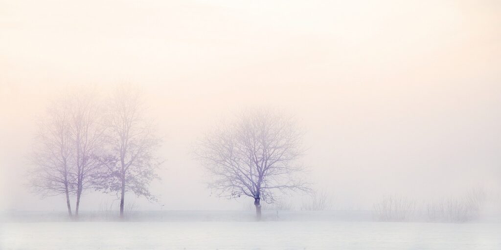 winter trees in mist lit by golden light. as an example of natural algorithmic design
