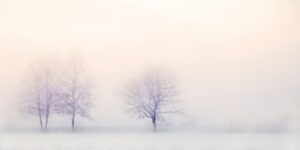 winter trees. as an example of natural algorithmic design