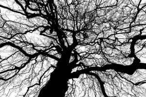 Fractal tree, black tree trunk and branches, complex, partially filling the space, against white background.