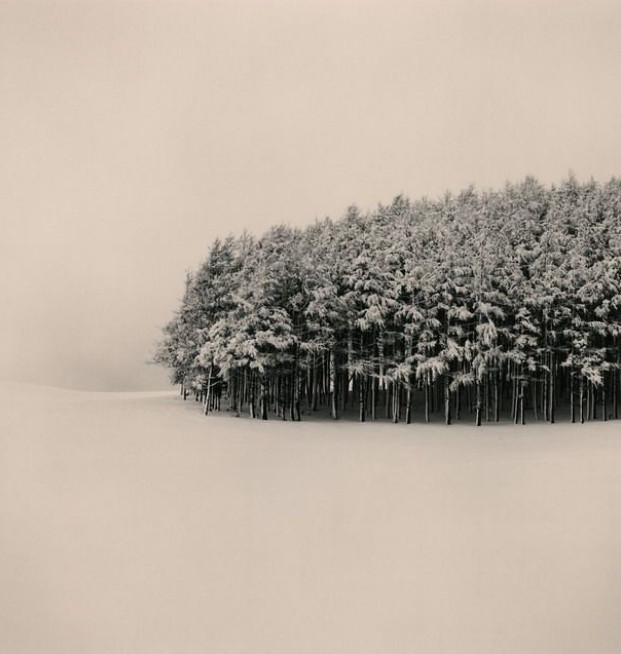 Michael Kenna landscape photograph, snow on a tight group of conifer trees on a snowy field.