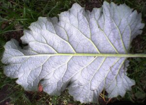 Leaf showing fractal pattern