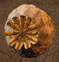 Poppy seed pod top view Thumbnail
