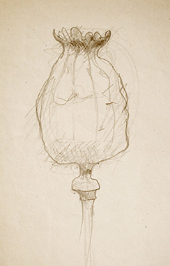 Poppy seed pod Sketch 6 Thumbnail