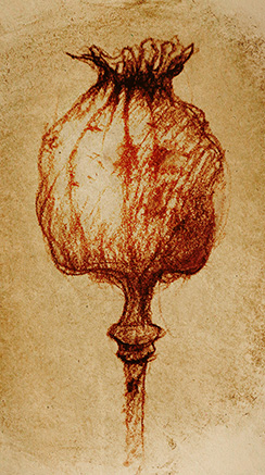 Poppy seed pod Sketch 4 Thumbnail