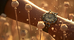 Poppy Seed-pod watch, bronze, worn on the wrist in a poppy field. Thumbnail.